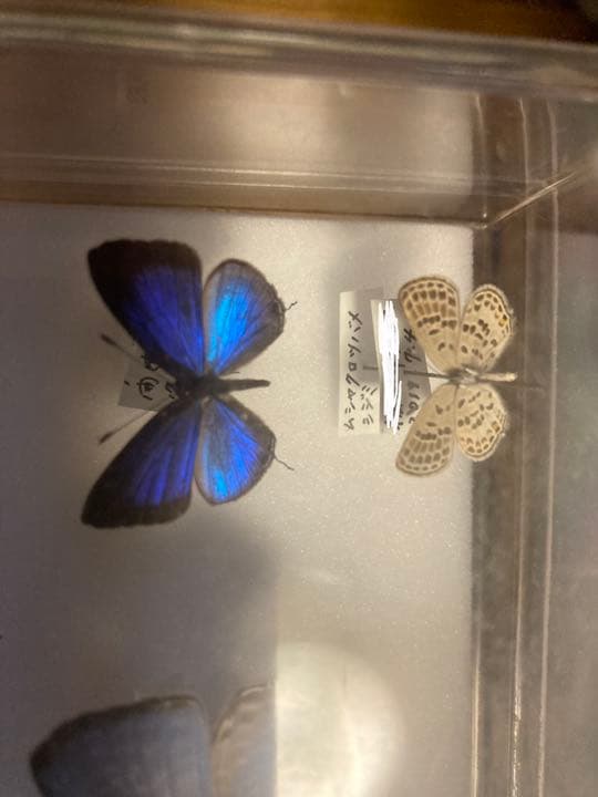 蝶の標本　レア