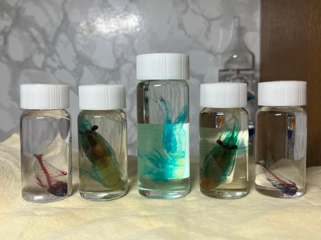 透明骨格標本 5個セット (シラエビ1個,シマアジ2個,カワエビ2個)