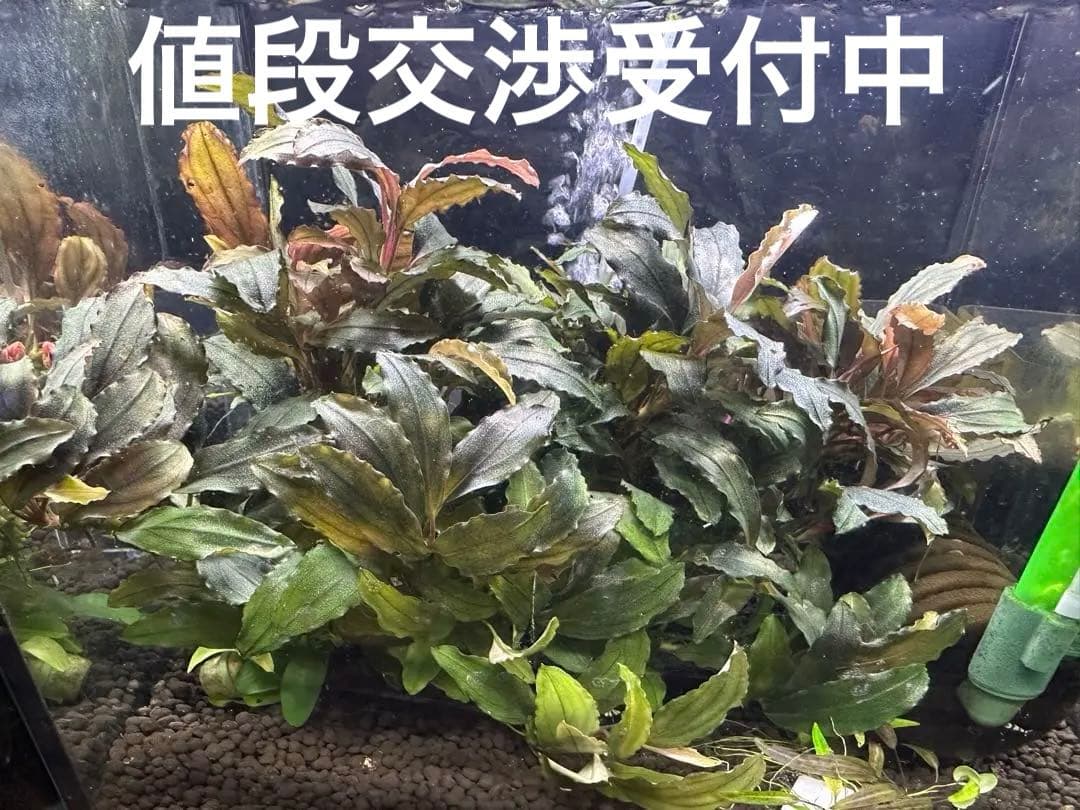 溶岩石活着！特大群生水中葉！ブセファランドラsp. 選べるオマケ付き。