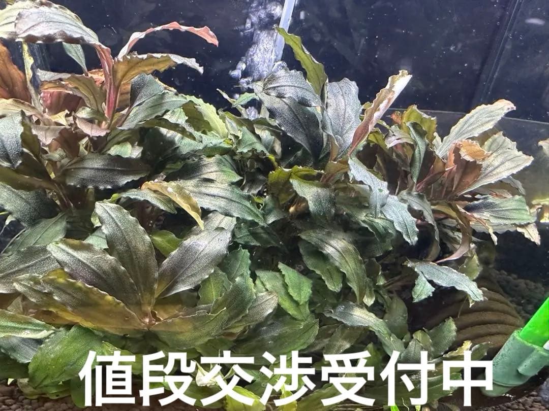 溶岩石活着！特大群生水中葉！ブセファランドラsp. 選べるオマケ付き。