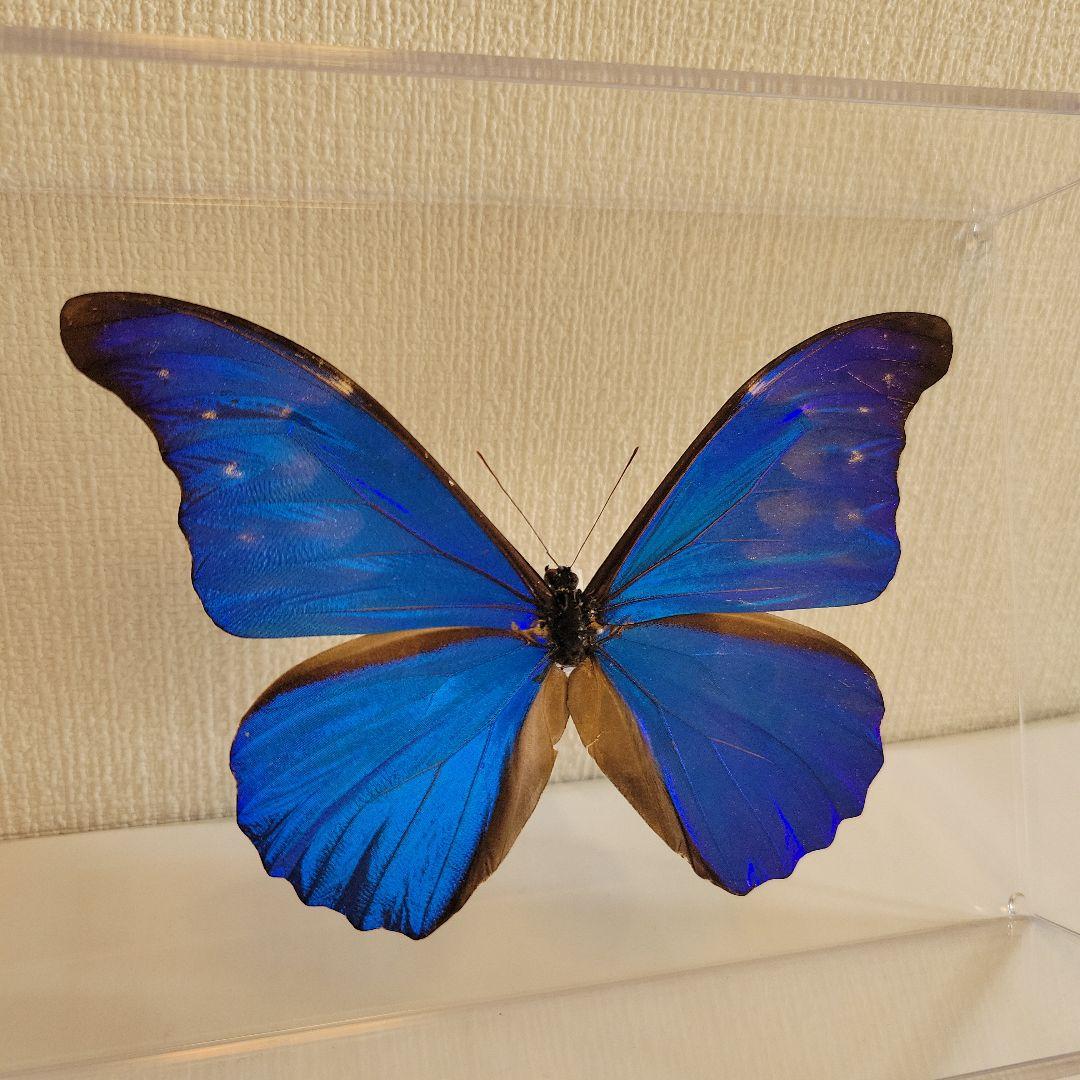 蝶の標本　ジャングルを舞う宝石（特珍大）