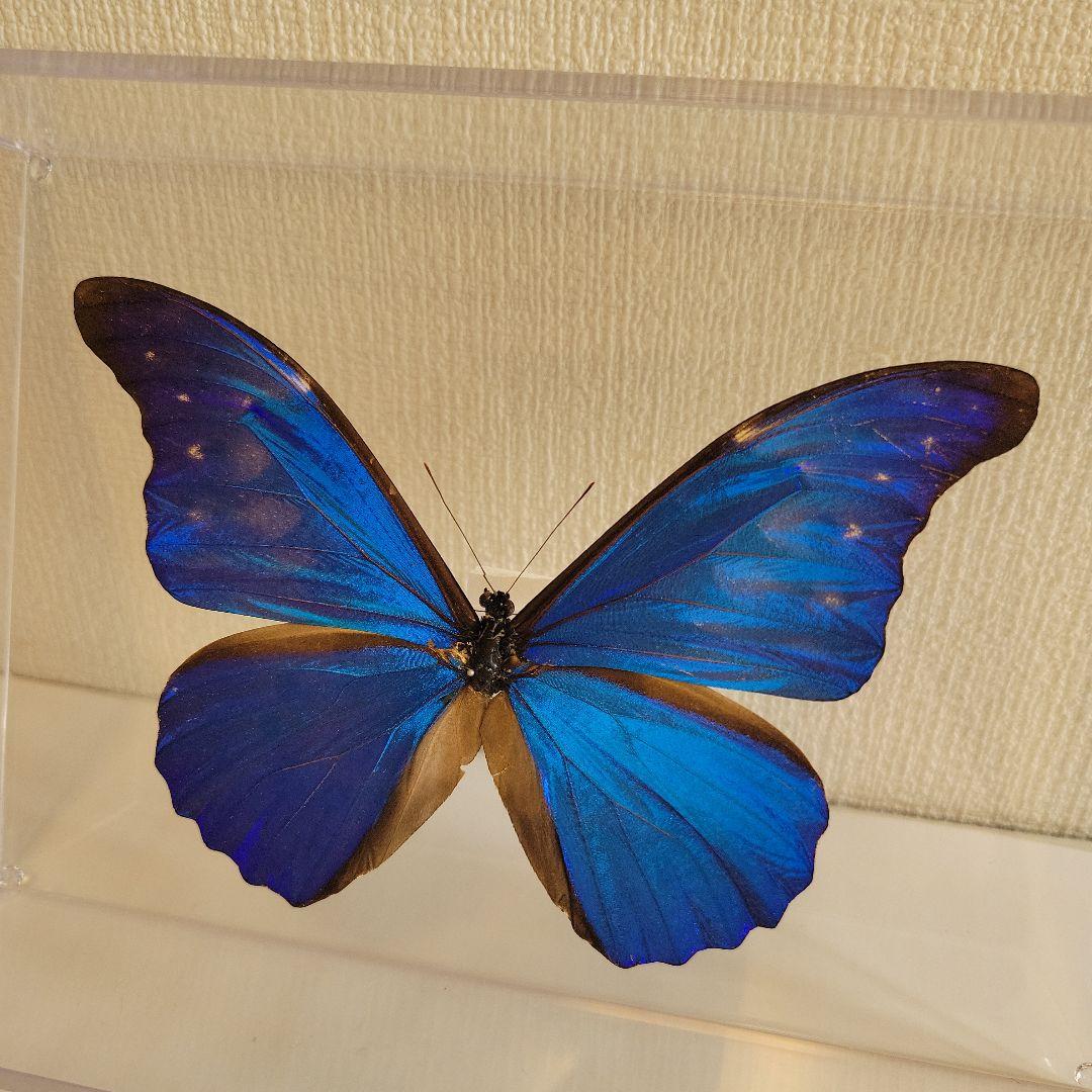 蝶の標本　ジャングルを舞う宝石（特珍大）