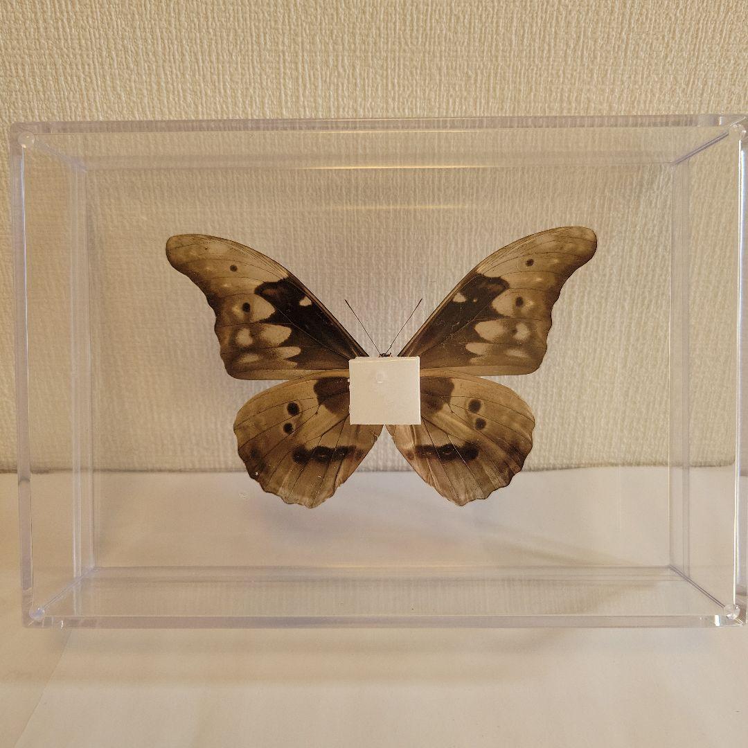 蝶の標本　ジャングルを舞う宝石（特珍大）