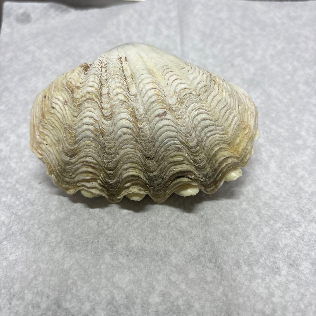 沖縄県産、シャコ貝殻