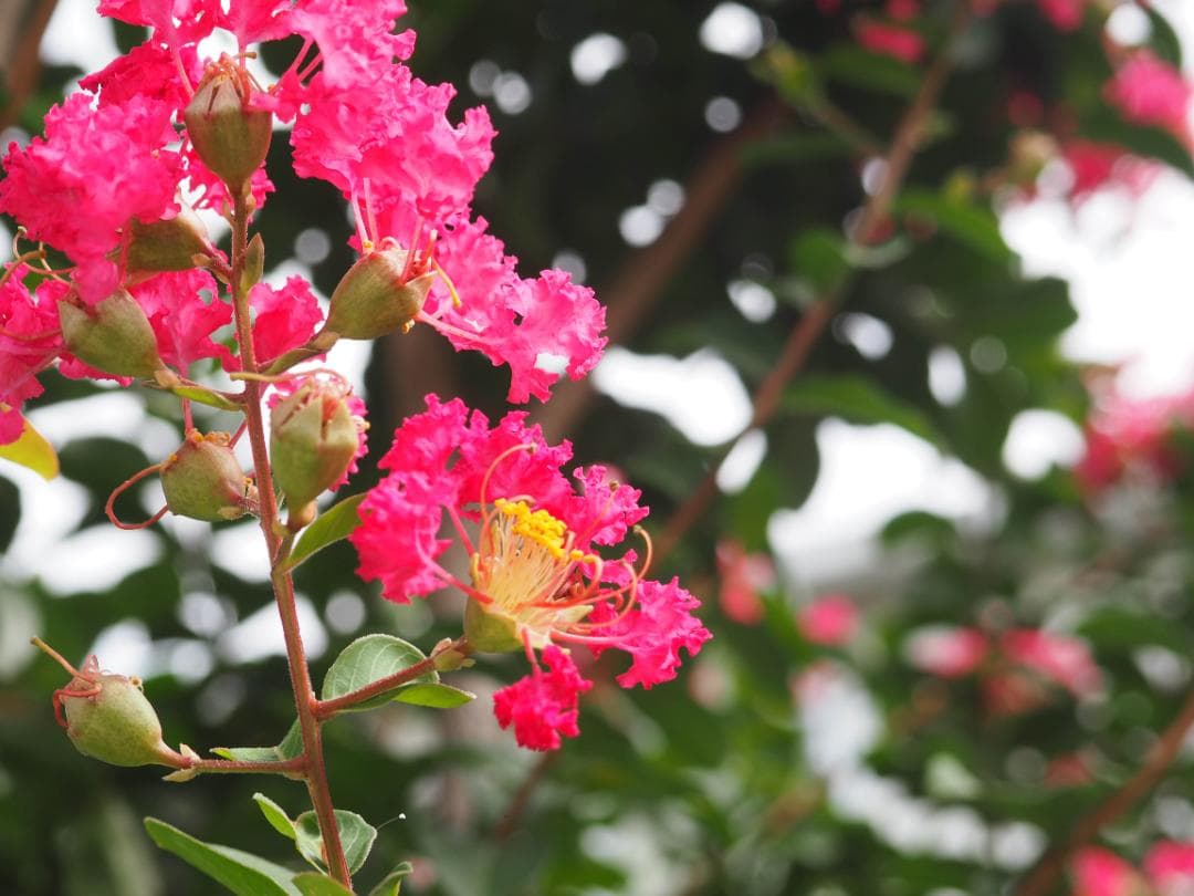 OLYMPUS OM-D E-M10 ダブルレンズキット スマホ転送OK