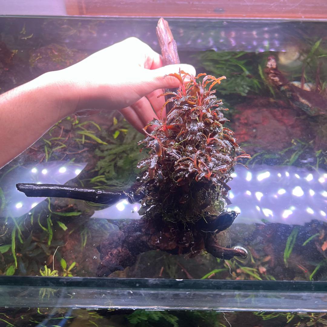 トロピカ社（30株程度）ブセファランドラ クダガン群生 ADA流木付き