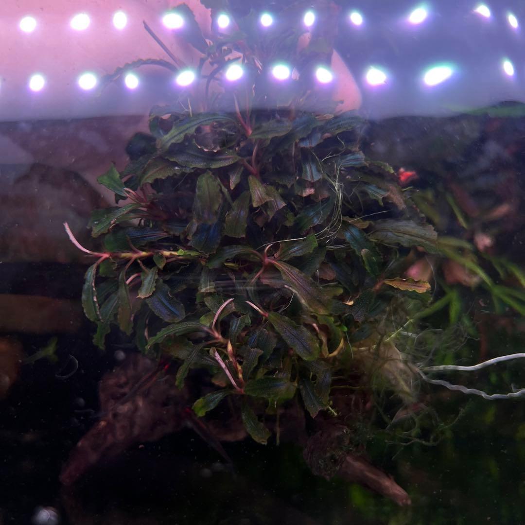 トロピカ社（30株程度）ブセファランドラ クダガン群生 ADA流木付き