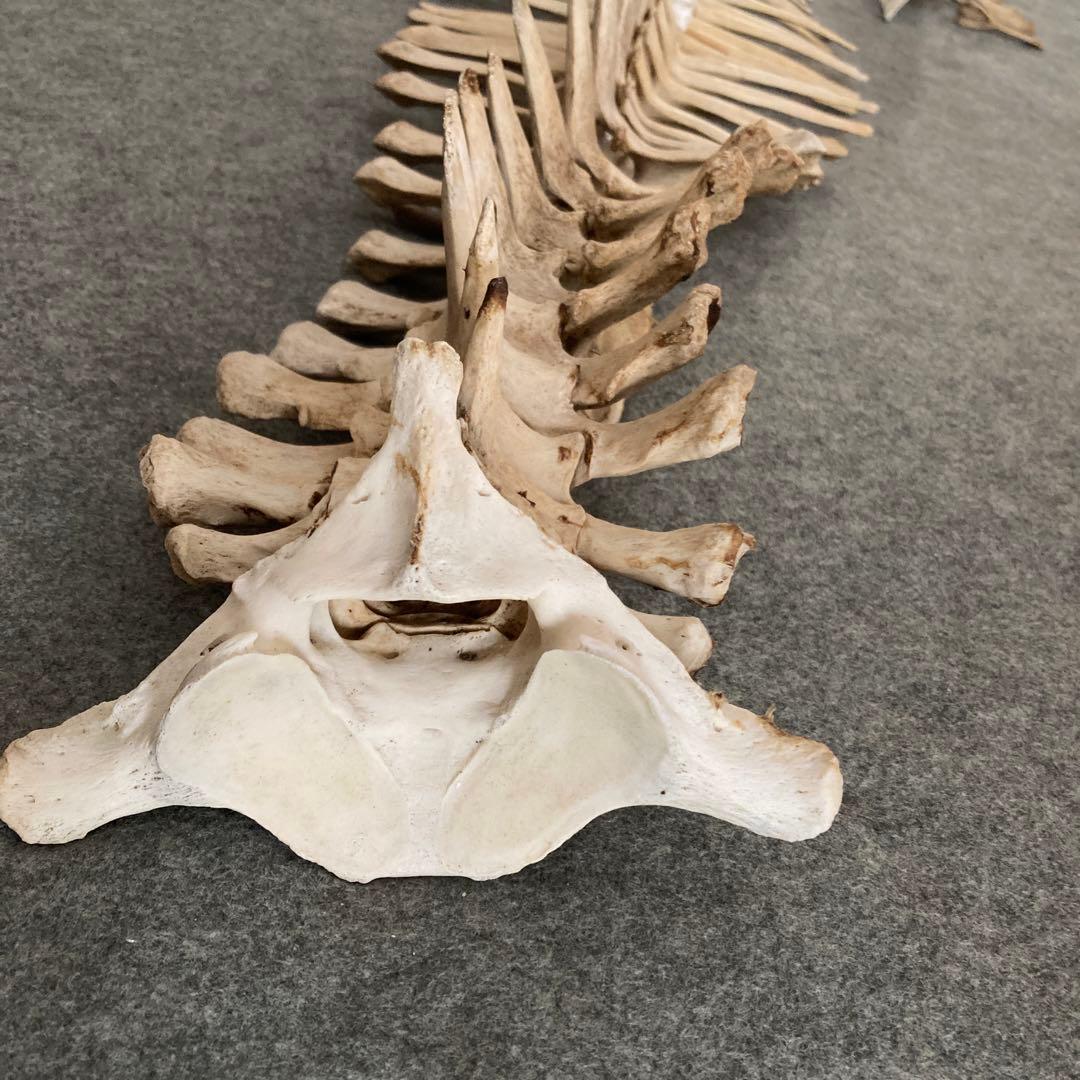 イルカの骨 骨格標本