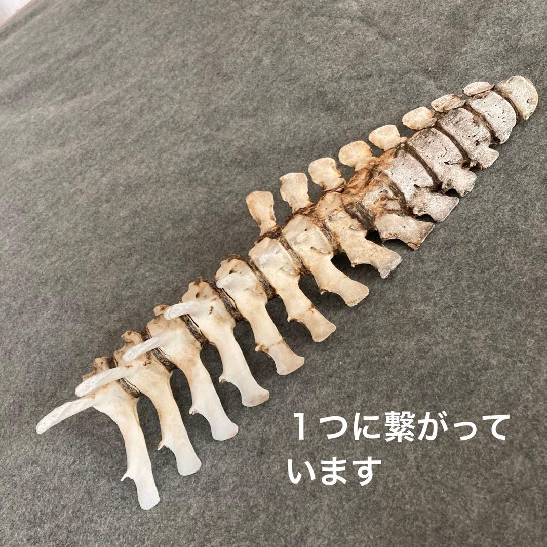 イルカの骨 骨格標本