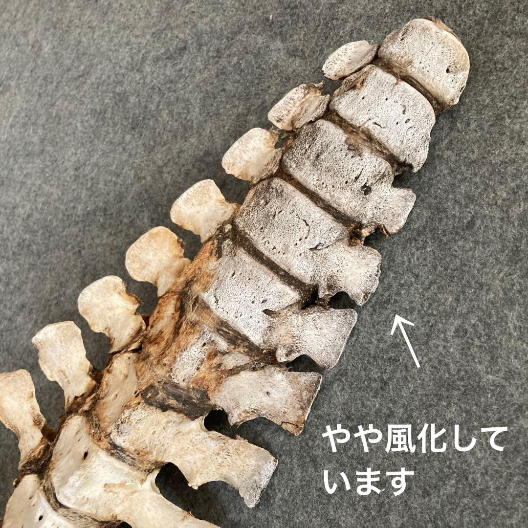 イルカの骨 骨格標本
