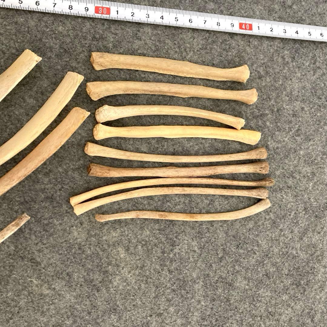 イルカの骨 骨格標本