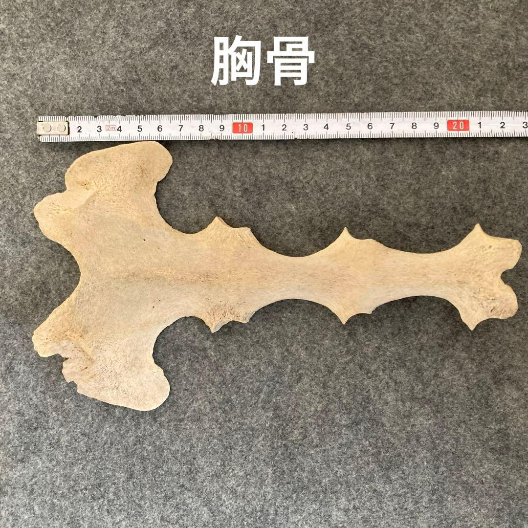 イルカの骨 骨格標本