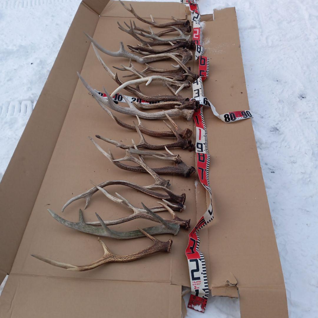 鹿の角 犬用おもちゃ 工芸品などにどうぞ ３０番
