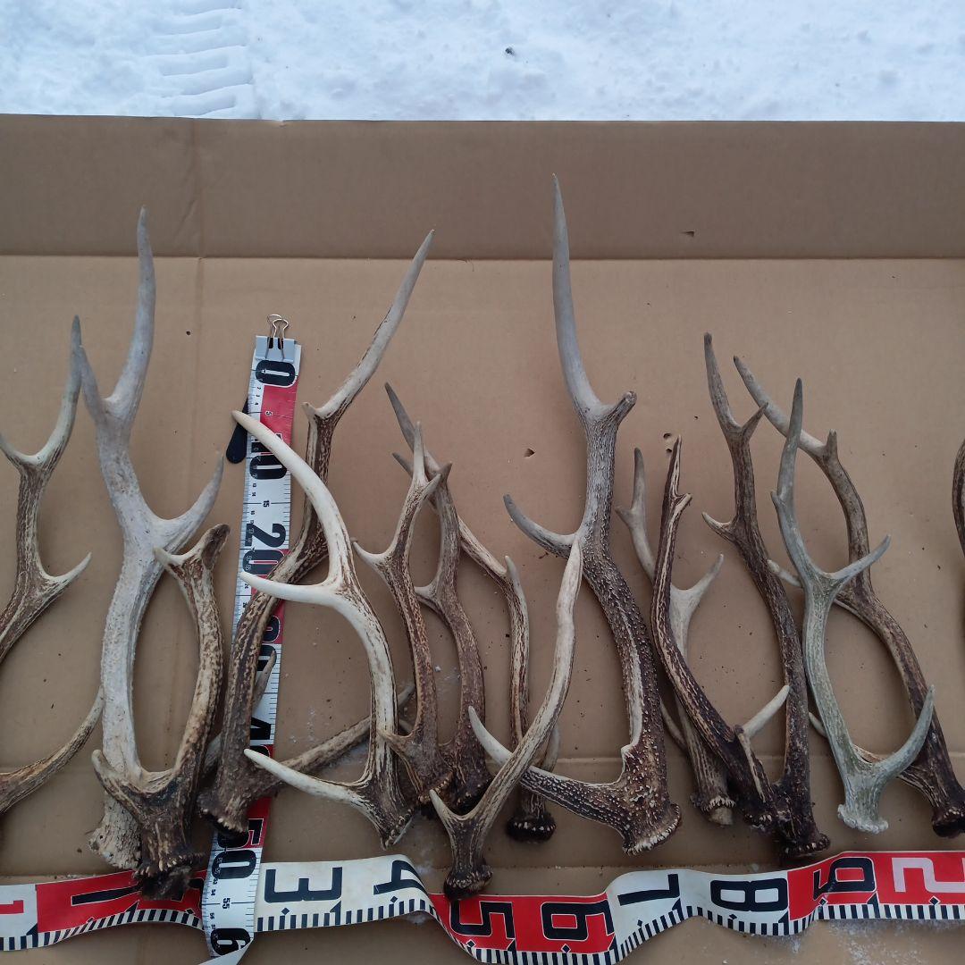 鹿の角 犬用おもちゃ 工芸品などにどうぞ ３０番