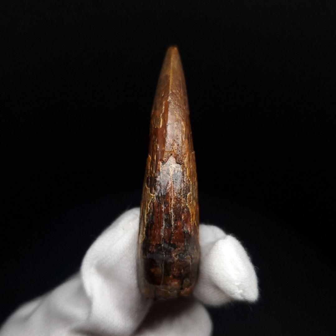 希少 スコミムス 化石 本物 二ジェール産 56.84mm fr143