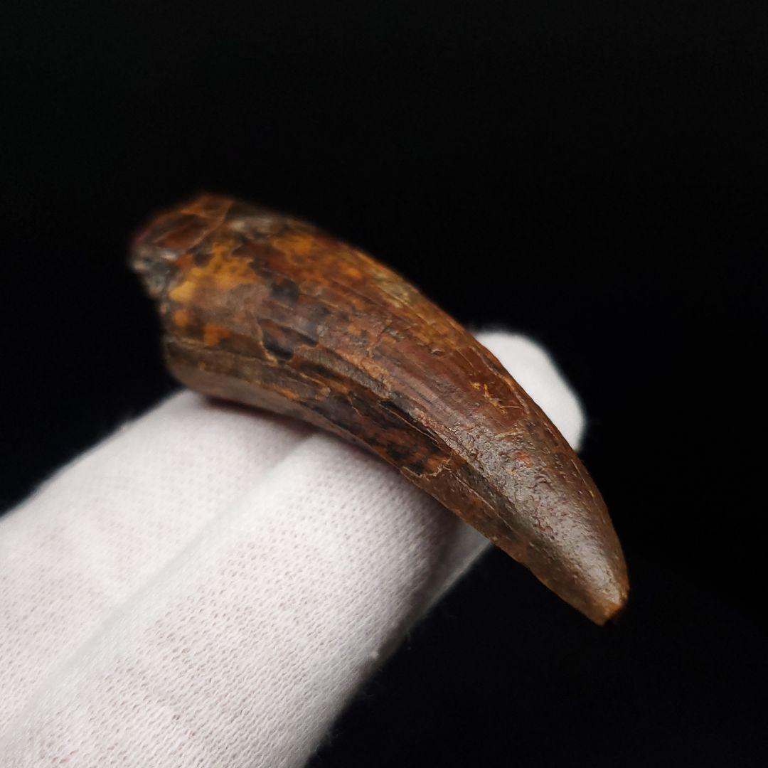 希少 スコミムス 化石 本物 二ジェール産 56.84mm fr143