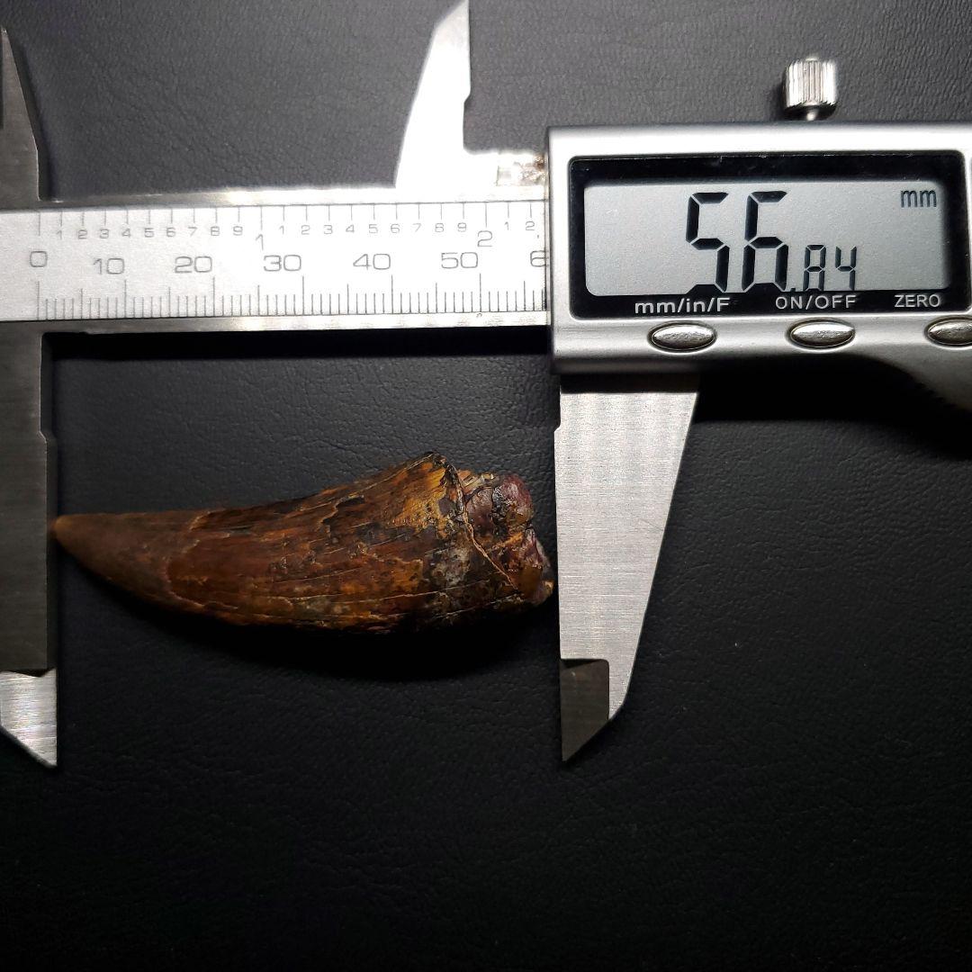 希少 スコミムス 化石 本物 二ジェール産 56.84mm fr143