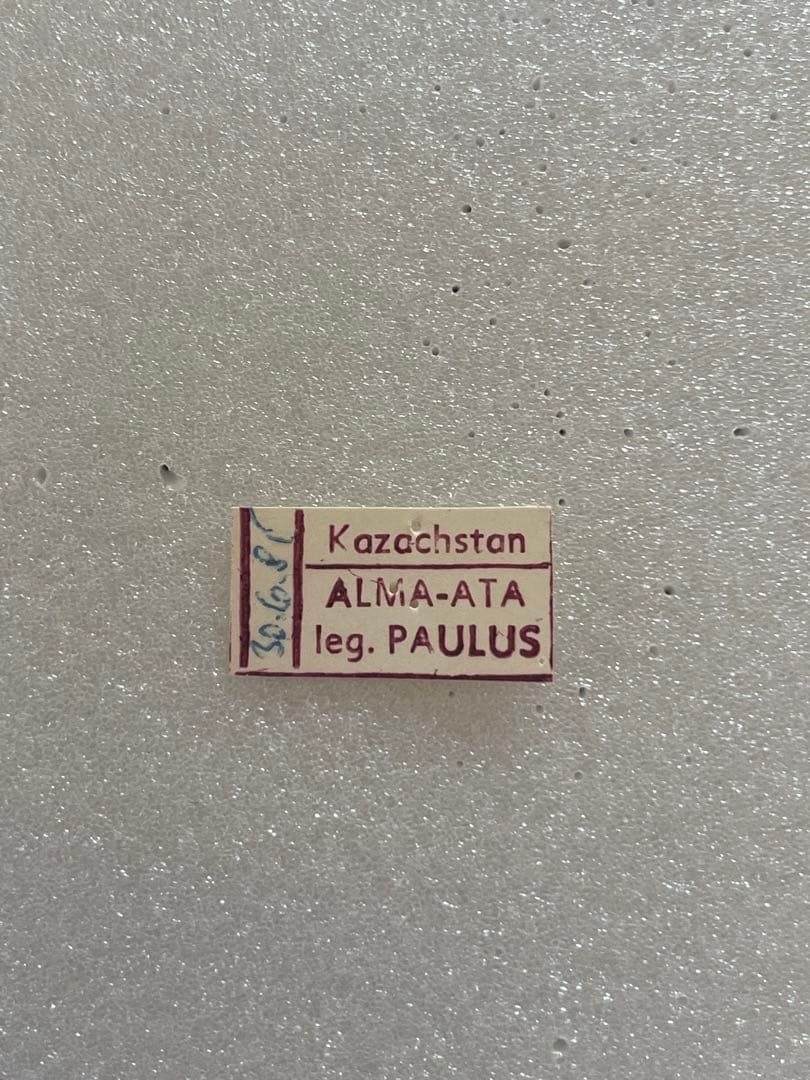 パルナシウス・デルフィアス（1メス、ロシア/カザフスタン）