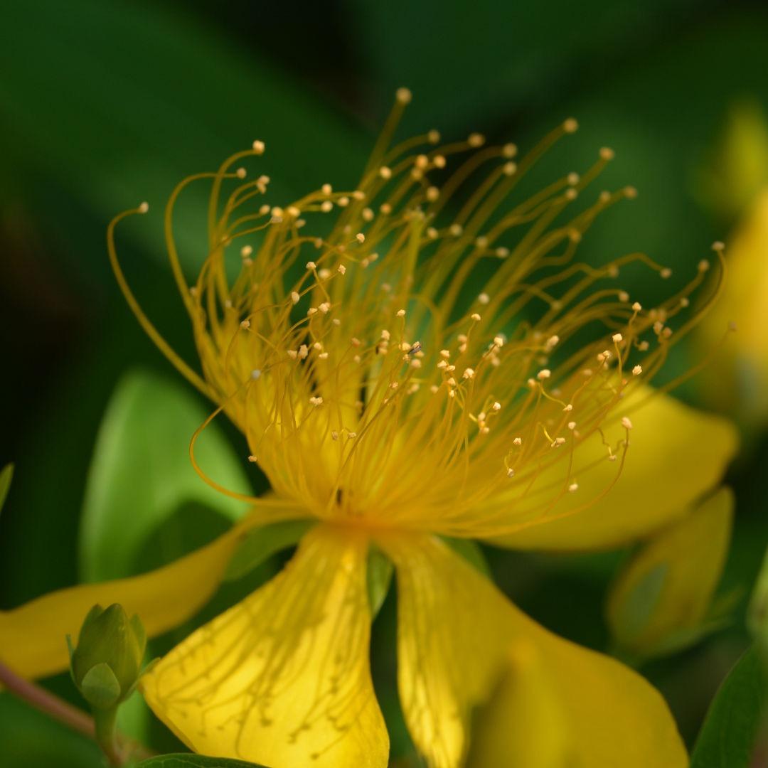 「T.R」タムロン SP 90/2.8 Di MACRO