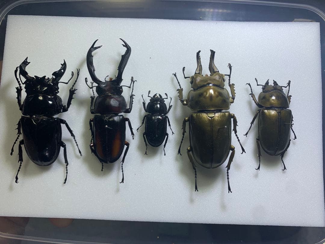 ローゼンベルグオウゴンオニクワガタ　ペア標本　♂66mm ♀45mm