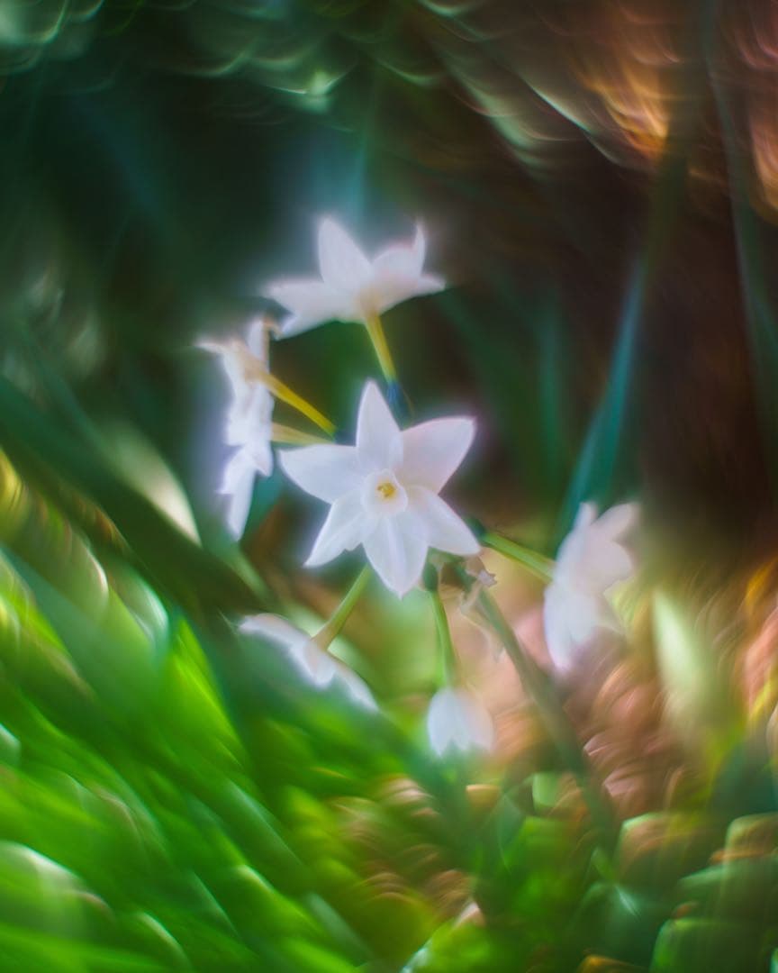 Helios 44M-4 58mm f/2 グルグルボケスペシャル