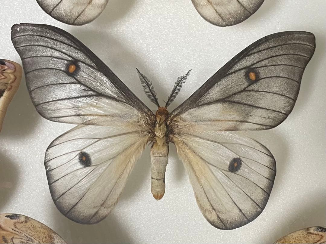 カ*様 蝶 蛾 標本 アポロヤママユ　①