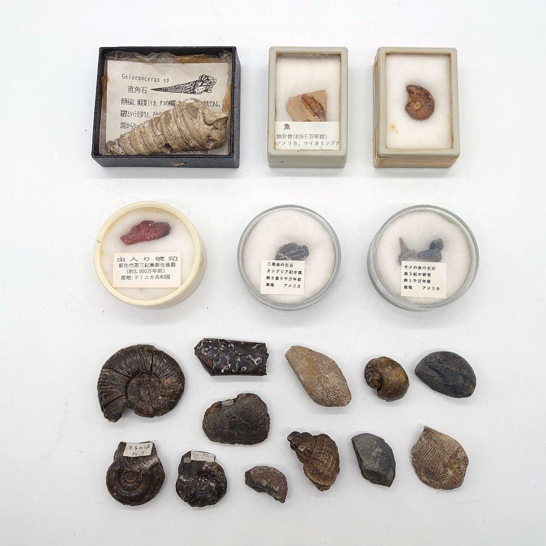 化石 ストーン 海外 標本 アンティーク まとめ売り