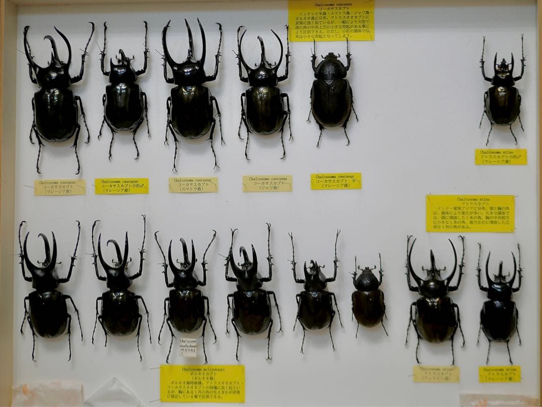 昆虫標本 コーカサスカブト各種 世界産地別コレクション研究用大型ドイツ箱