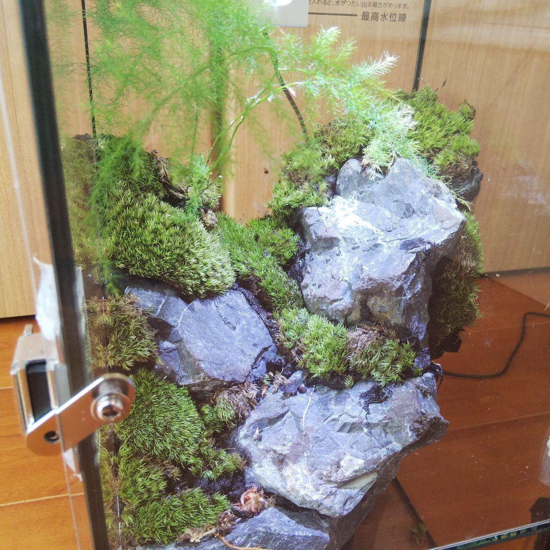 【受注生産】扉付き水槽　イモリウム パルダリウム テラリウム