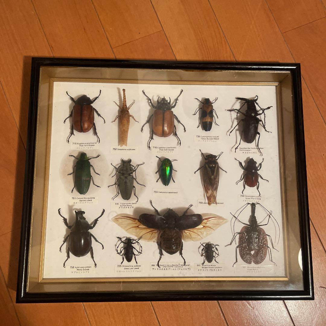 昆虫標本 一式