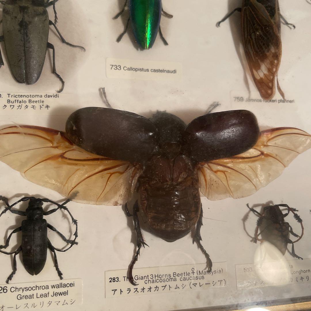 昆虫標本 一式