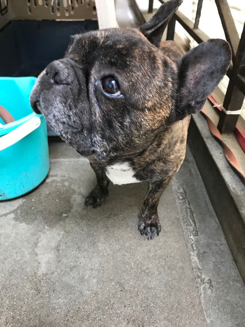 ゆき♥️  フレンチブルドッグ 確認画面♥️