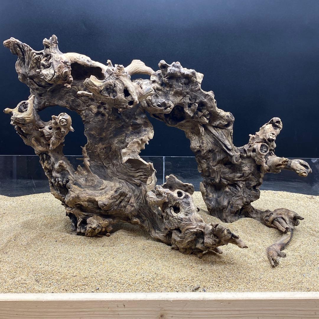 MJW-6618 ジンジャーウッド2本セット　天然流木　アクアリウム　爬虫類