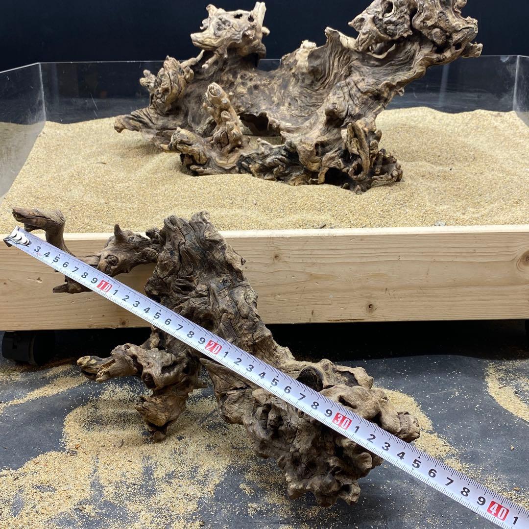 MJW-6618 ジンジャーウッド2本セット　天然流木　アクアリウム　爬虫類