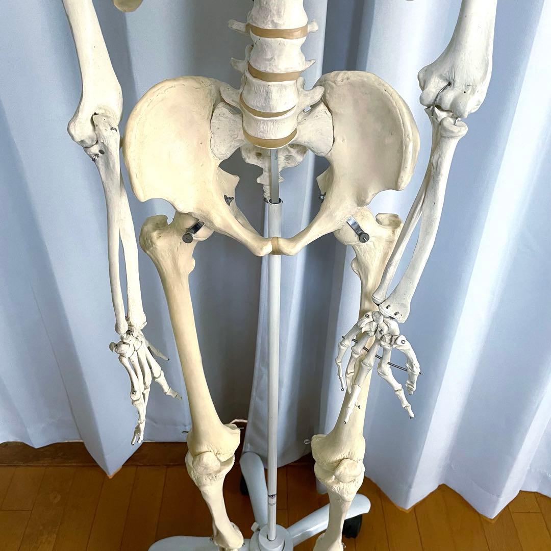 等身大 骨模型 3B 人体模型 ドイツ製 骸骨 骨格標本 オブジェ