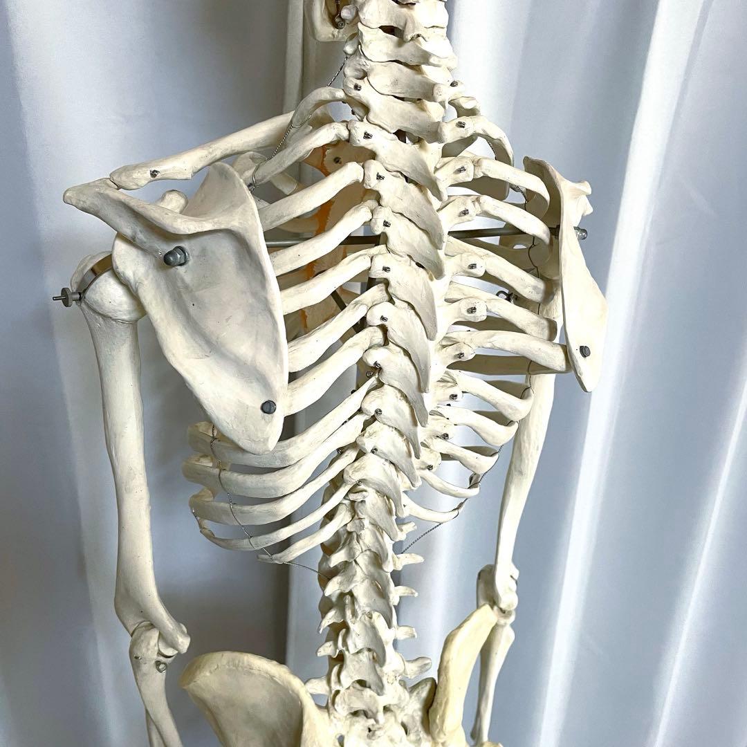 等身大 骨模型 3B 人体模型 ドイツ製 骸骨 骨格標本 オブジェ