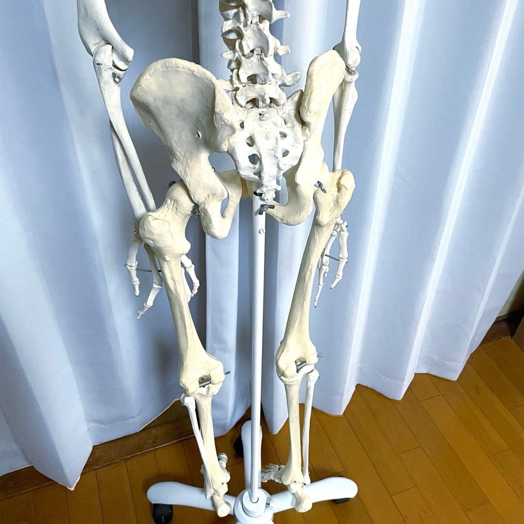 等身大 骨模型 3B 人体模型 ドイツ製 骸骨 骨格標本 オブジェ