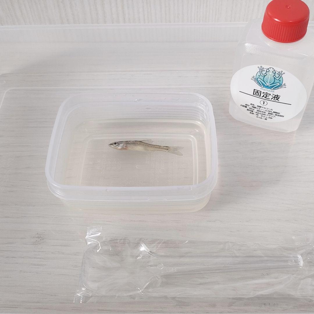 オリジナル商品☆専用販売【透明標本作製キット】×2個