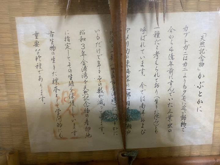 カブトガニ標本【天然記念物】