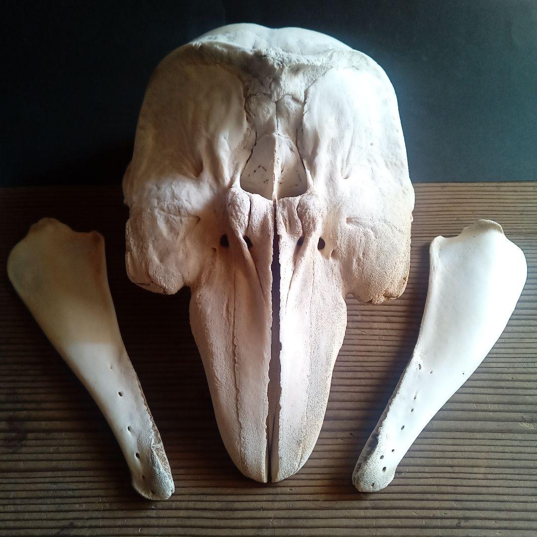 骨格標本　イルカ　頭骨　海棲哺乳類　極めて希少