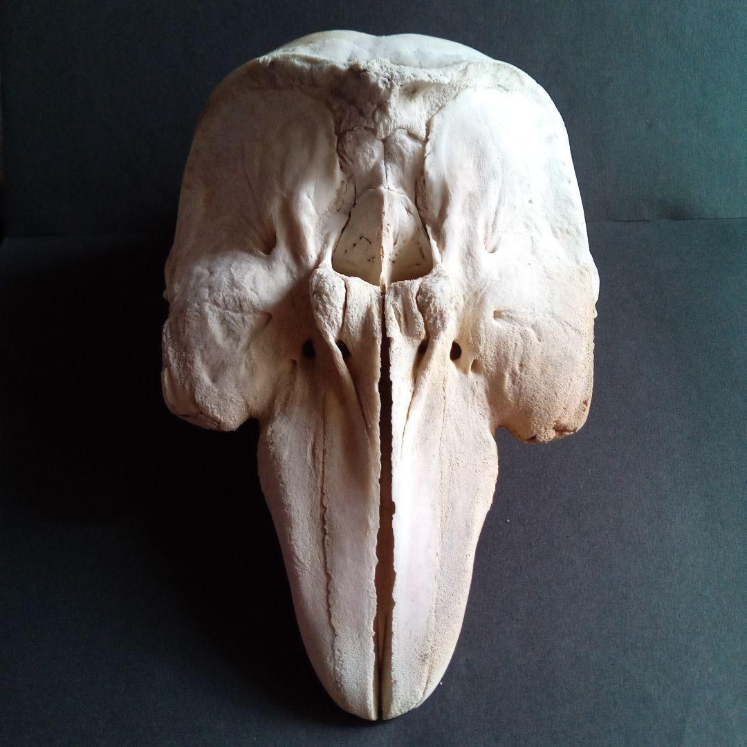 骨格標本　イルカ　頭骨　海棲哺乳類　極めて希少