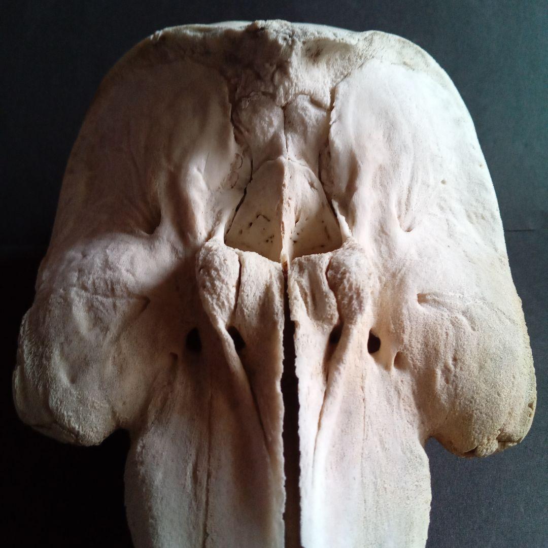 骨格標本　イルカ　頭骨　海棲哺乳類　極めて希少