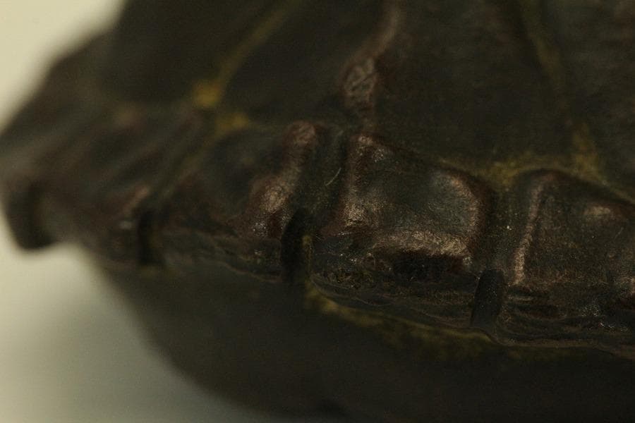 中国美術 紫泥 刻文字 亀甲羅 一対(HA532)