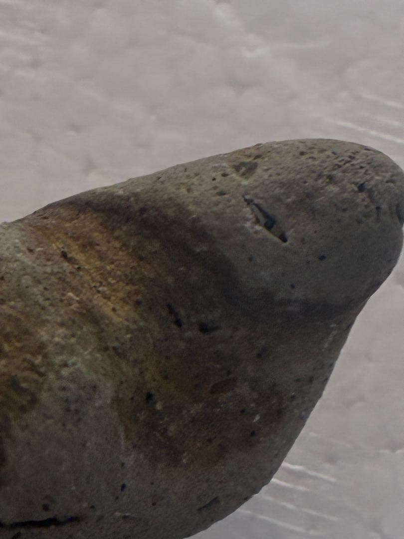 サメの歯　海岸で拾った　貝類や石灰質の付着物があります