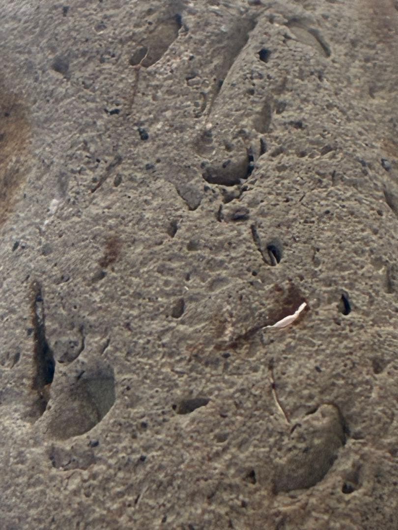 サメの歯　海岸で拾った　貝類や石灰質の付着物があります