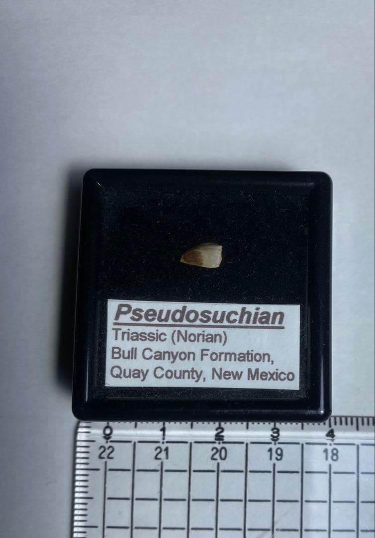 ステゴケラス 頭骨レプリカ その他 歯 化石