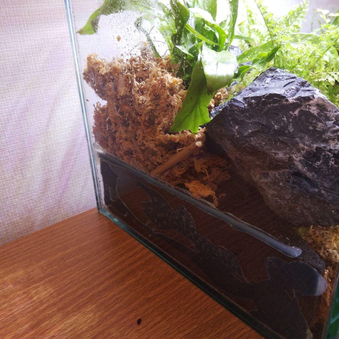 【受注生産】アクアテラリウム　カニリウム　イモリウム　苔　水槽　苔テラリウム