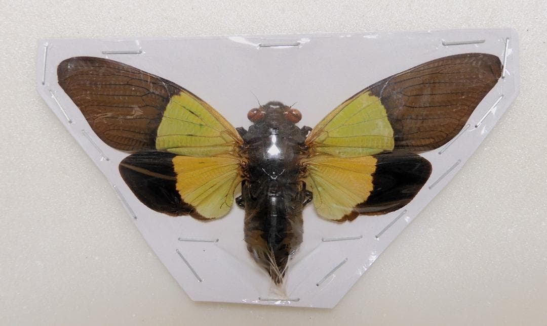 アジア産 セミ8点セット 1