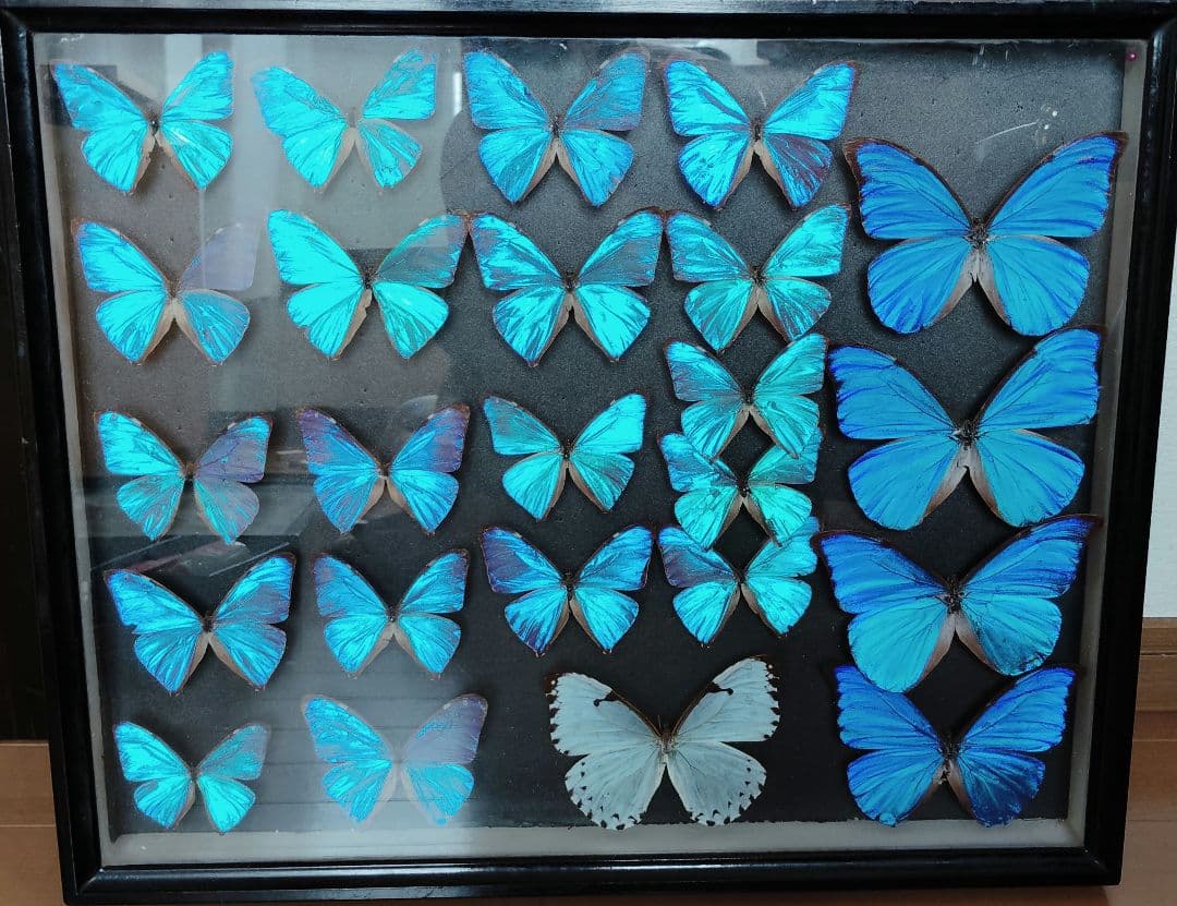 蝶標本　モルフォ蝶　標本　標本箱ごと　美麗種