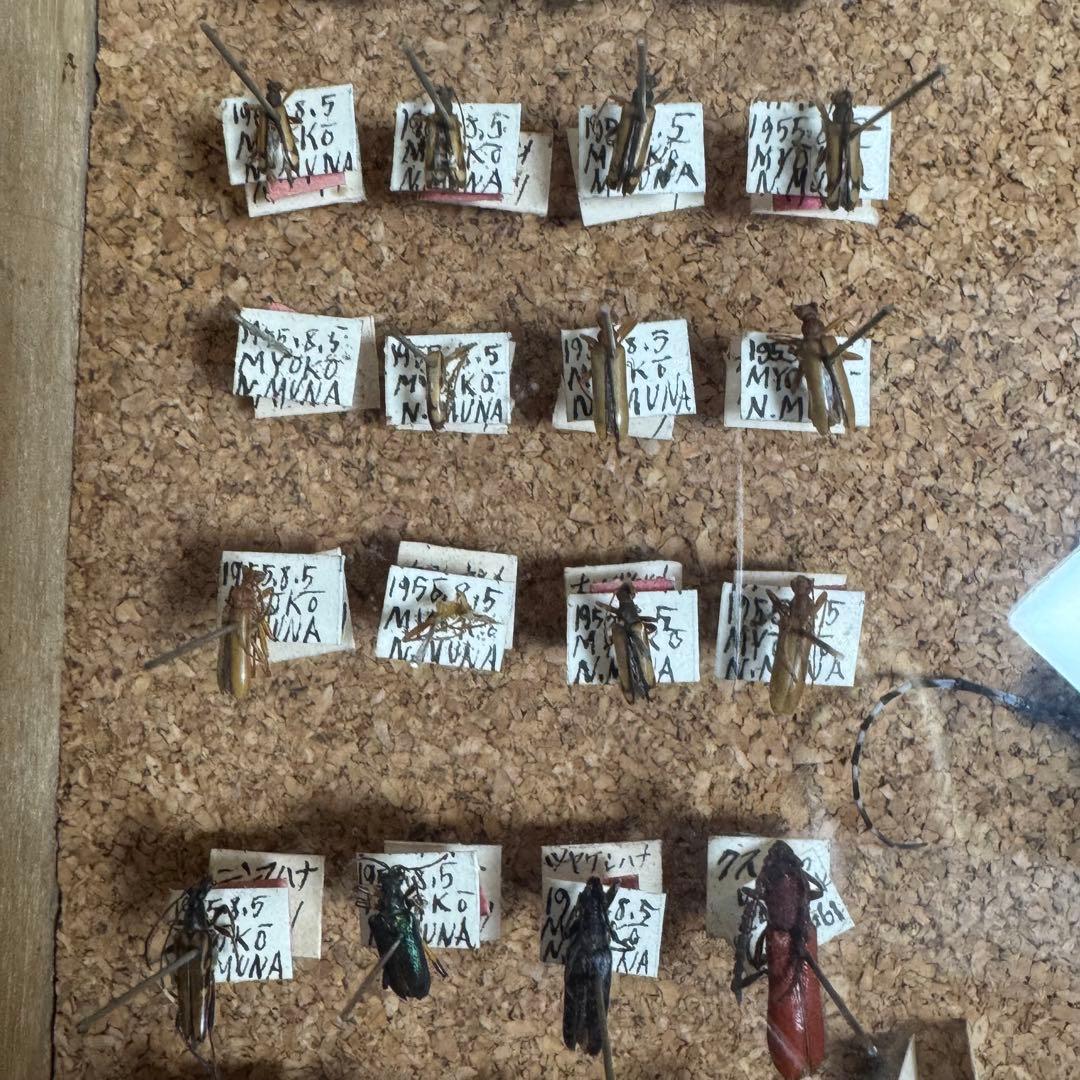 昆虫　標本　ジャンク品